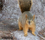 ISU Squirrel P1050297.jpg