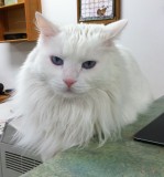 iPhone photo of Alameda Pet Hospital Cat Boo IMG_0033.jpg