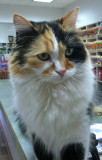iPhone photo of Alameda Pet Hospital Cat named Summer IMG_0029.jpg