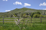 chinese peak with apple tree in the foreground _DSC7550.jpg