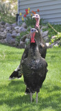 wild turkeys in someones yard _DSC6940.jpg