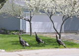 wild turkeys with domestic blooming trees _DSC6922.jpg