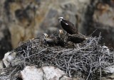 Osprey and Babies at Canyon of Yellowstone _DSC9267.jpg