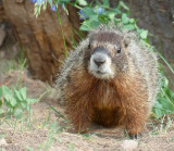 yellow-bellied marmot at yellowstone P1060098.jpg