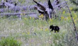 baby black bear _DSC9861.jpg