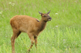 Yellowstone baby elk _DSC0016.jpg
