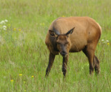 Yellowstone baby elk _DSC0090.jpg