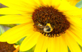 Pocatello sunflower with bee P1060321.jpg