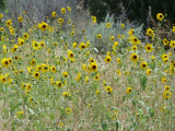 sunflowers P1060311.jpg