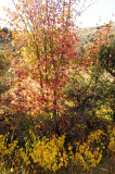 City Creek autumn scene _DSC1586.jpg