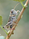 grasshopper _DSC1489.jpg