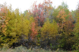 Fall Foliage at City Creek Trail Pocatello _DSC1768.jpg
