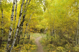 Fall Foliage on City Creek Trail in Pocatello _DSC1834.jpg