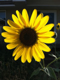 sunflowers IMG_1224.jpg