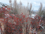 dry grass rosehips and sagebrush DSCF5229.jpg