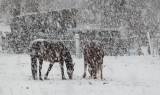 neighbors horses grazing in snow DSCF5208.jpg
