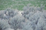 mule deer hiding amidst sagebrush _DSC4188.jpg