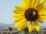 Pocatello Sunflower Sep 7 2012 1500 wide DSCF5852.JPG