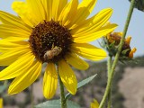 Pocatello sunflower DSCF5850.JPG