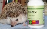 Desmond Hoohoo the Pygmy African Hedgehog and his Anti-Cancer Aloe DSCF0042.jpg
