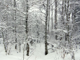 Mountain Winter Scene with Aspen from Our Driveway smallfile PC200027.jpg