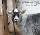 Goat McKees Nativity Scene Christmas 2007 P1010957.jpg