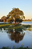 Wetlands reflection