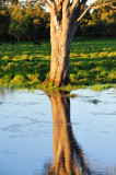 Gum tree in marsh