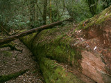 big fallen tree, Mount Field National Park