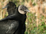 Turkey Vulture