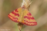 Borboleta Nocturna // Moth (Lythria sanguinaria)