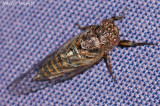Cigarra // Cicada (Tettigetta sp.)
