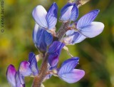 Tremoceiro-das-folhas-estreitas // Narrowleaf Lupin (Lupinus angustifolius)