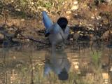 Pega-azul ou Charneco // Iberian Azure-winged Magpie (Cyanopica cooki)