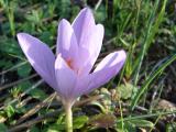 Açafrão-bravo (Crocus serotinus)