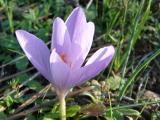 Aafro-bravo (Crocus serotinus)