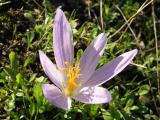 Açafrão-bravo (Crocus serotinus)