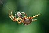 Aranha // Spider (Araneus angulatus)