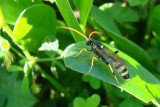 Vespa // Wasp (Ichneumon sarcitorius)
