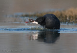 Il banchetto della Folaga (Fulica atra)  8