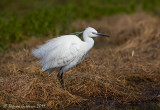 Garzetta (Egretta garzetta)