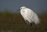 Garzetta (Egretta garzetta)