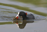 Folaga (Fulica atra)