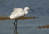 Garzetta (Egretta garzetta)