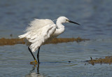 Garzetta (Egretta garzetta)