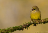 Verdone (Carduelis chloris)