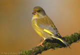Verdone (Carduelis chloris)