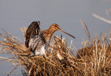 Beccaccino (Gallinago gallinago)