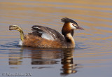 Svasso maggiore (Podiceps cristatus)