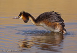 Svasso maggiore (Podiceps cristatus)